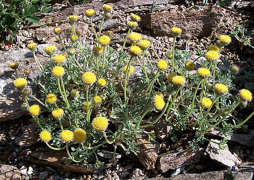 Erigeron aphanactis